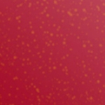 avery swf gloss metallic passion red