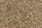 Picture of Avery Dennison® Organoid Natural Surfaces - Birch Leaves - Opaque - Perm 1.36 x 1m - Organoid Wallpaper